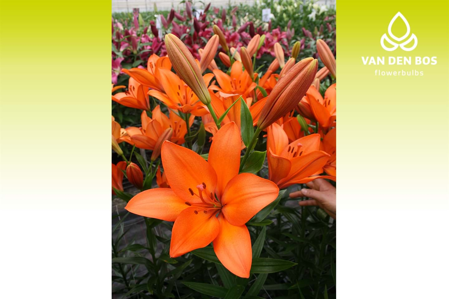 Amateras® (L.A.) - Lily - Van den Bos Flowerbulbs